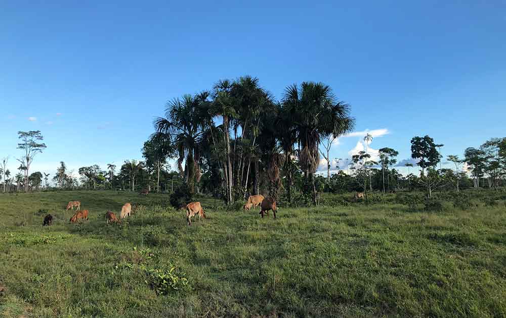 Reemplazo de la selva tropical con pastos para ganado